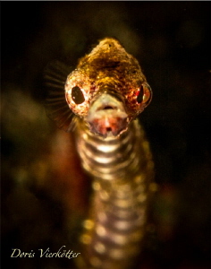 Pipefish by Doris Vierkötter 